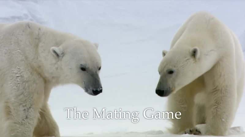 纪录片《交配游戏（BBC 自然世界） The Mating Game (BBC Natural World)》[无字][BT][DVD]资源下载