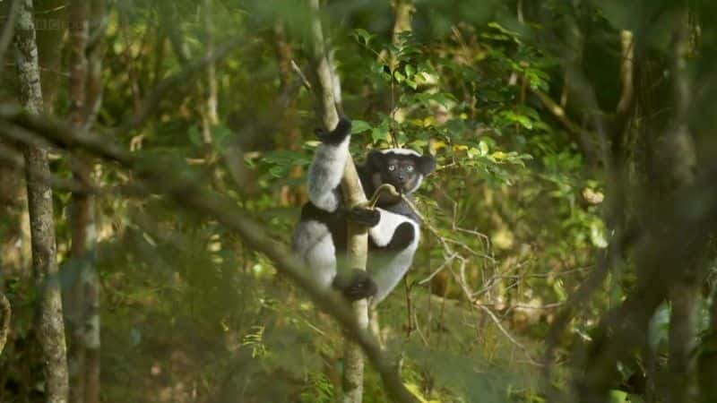 ¼ƬȻɾ֮ - ˹ Natures Wonderlands: Islands of Evolution - MadagascarĻ/Ļ