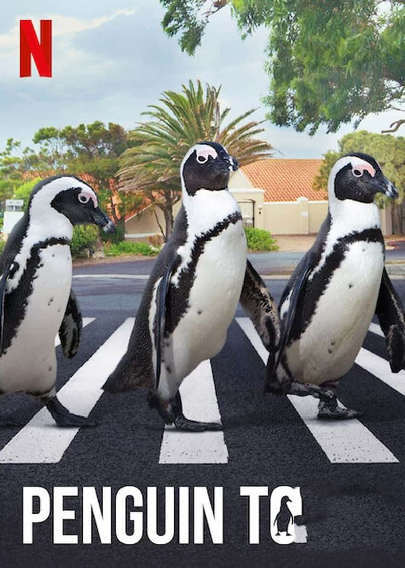 Netflix¼ƬС Penguin Town 2021-Ѹ