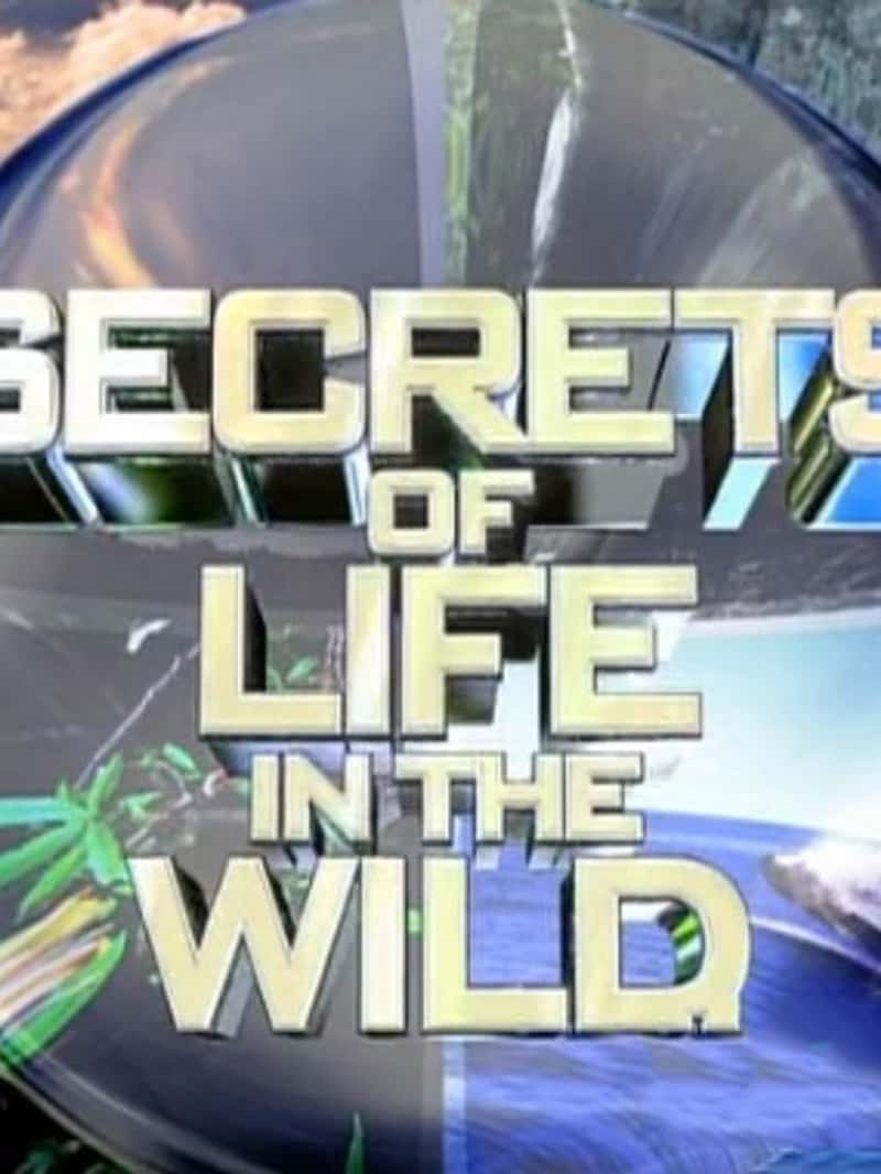 ¼ƬҰ Secrets of Life In the Wild-Ѹ