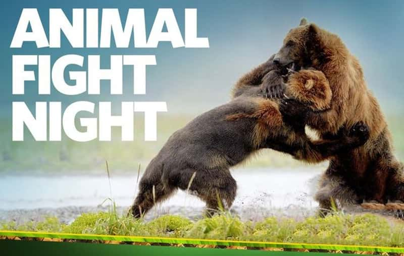 ҵﲫ Animal Fight Nightһȫ3-1080PԴ