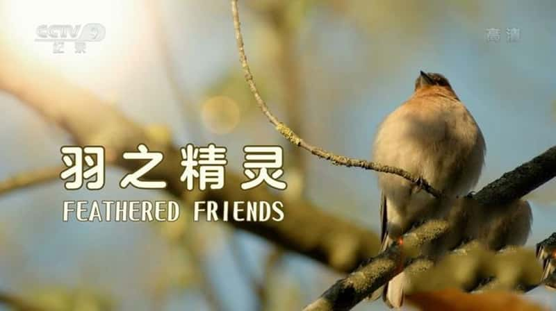 ¼Ƭ֮ Feathered Friends-Ѹ