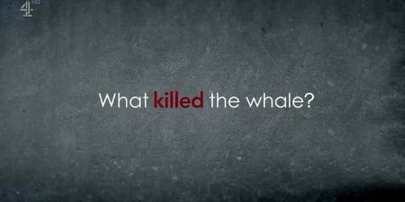 CH4¼Ƭʲôɱ˾㣿What Killed the Whale? 2022-Ѹ