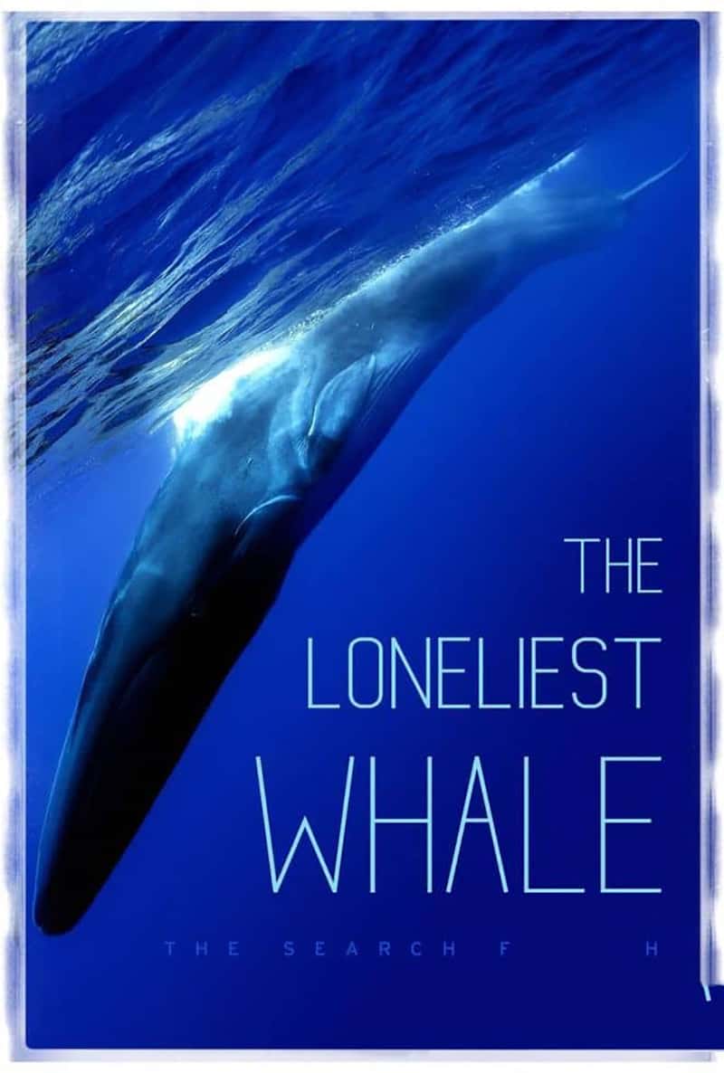 ¼Ƭ¶ľ㣺Ѱ52Ⱦ he Loneliest Whale: The Search for 52 2021-Ѹ