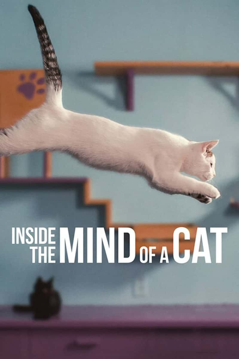 Netflix¼Ƭ˵˼ Inside the Mind of a Cat 2022-Ѹ