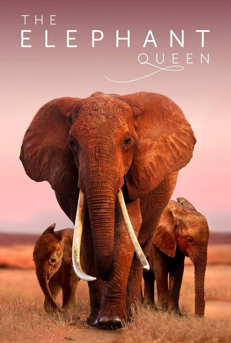 Ӣ¼ƬŮ The Elephant Queen-Ѹ