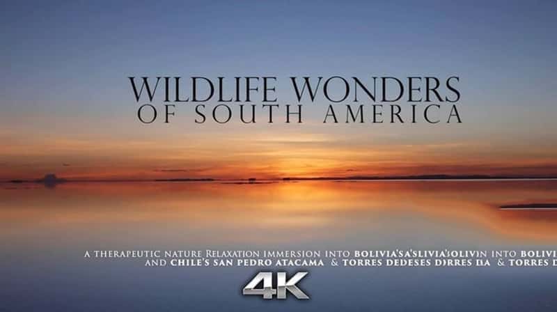 ¼ƬҰ Wildlife Wonders of South America-Ѹ