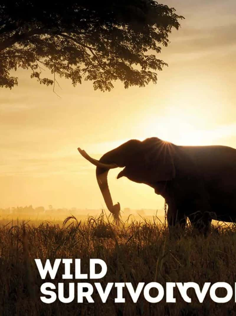 ô¼ƬҰҴ Wild Survivors-Ѹ