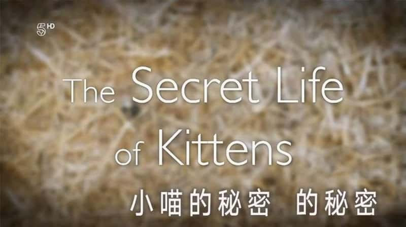 BBC¼ƬС  The Secret Life of Kittens 2016-Ѹ