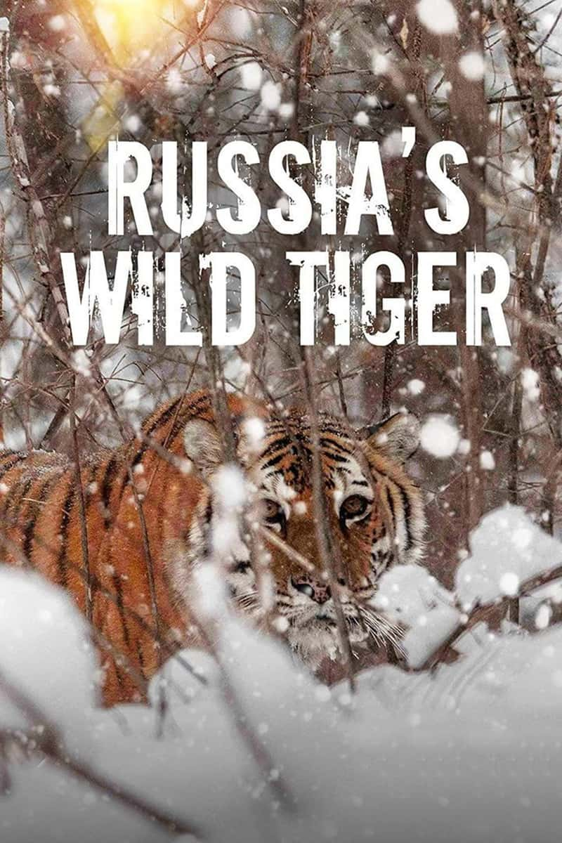 ¼Ƭ˹Ұϻ Russia's Wild Tiger 2022-Ѹ