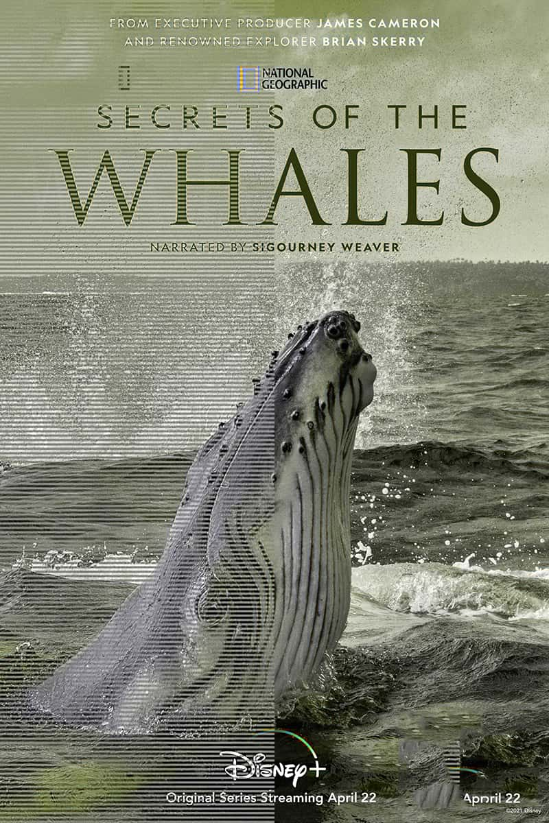 ҵ/ʿᡶ Secrets of the Whales 2021-Ѹ