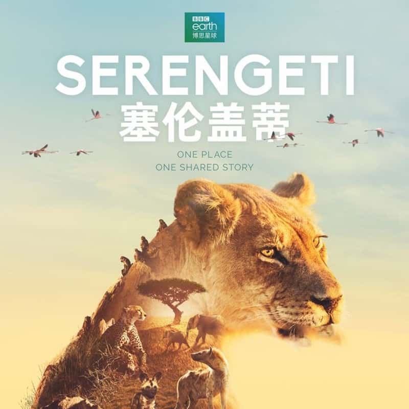 BBC¼Ƭ׸ǵ Serengeti 2019-Ѹ