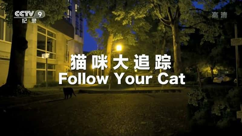 Ӽ¼Ƭè׷ Follow Your Cat-Ѹ