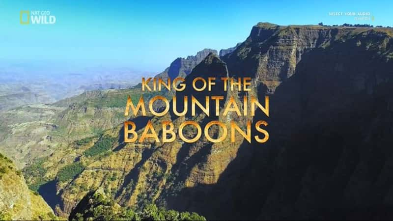 ҵɽ Wild King of the Mountain Baboons-Ѹ