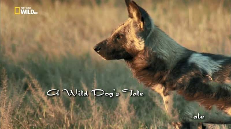 ҵҰĴ A Wild Dog's Tale-Ѹ