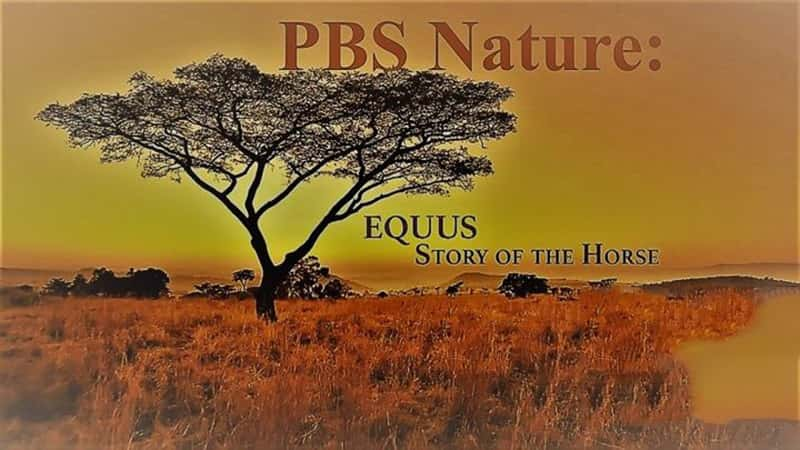 PBS¼ƬĹ Equus Story of the Horse-Ѹ