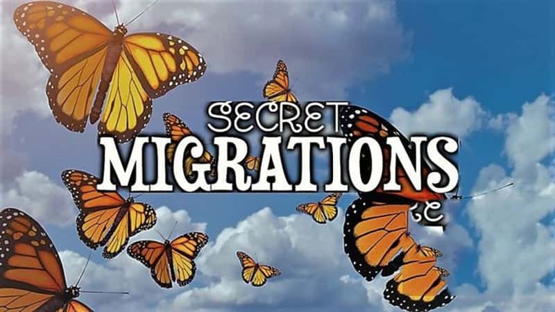 Kwanza¼ƬǨ Secret Migrations 2019-Ѹ