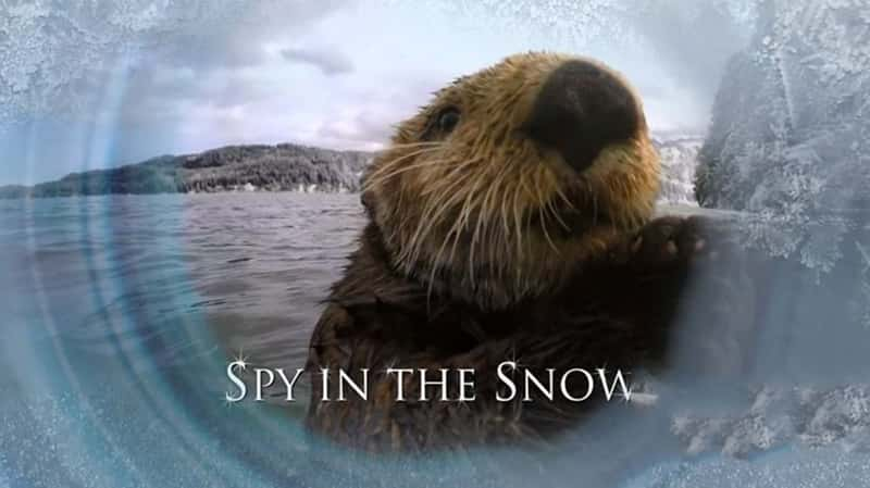 BBC¼Ƭѩع Spy in the Snow 2017-Ѹ