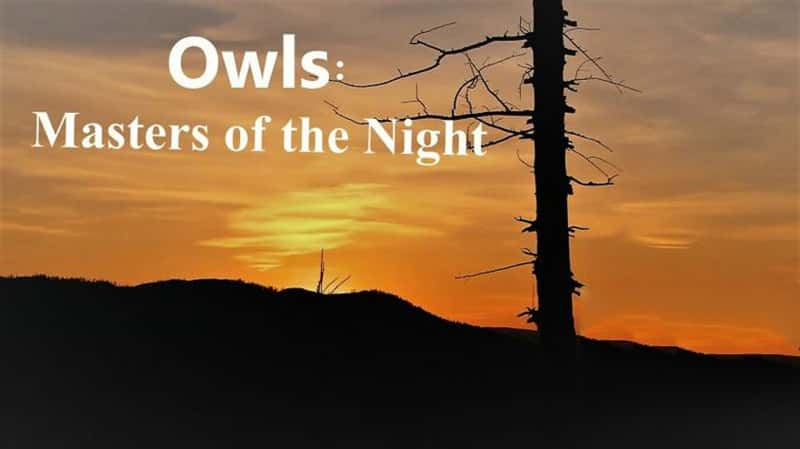 ¼Ƭèͷӥ:ҹʦ Owls: Masters of the Night 2020-Ѹ