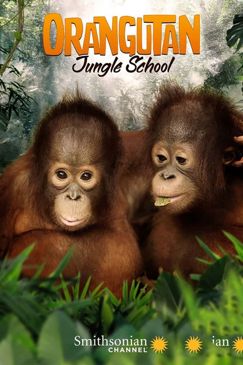 ʷɭƵѧԺ Orancutan Jungle School-Ѹ