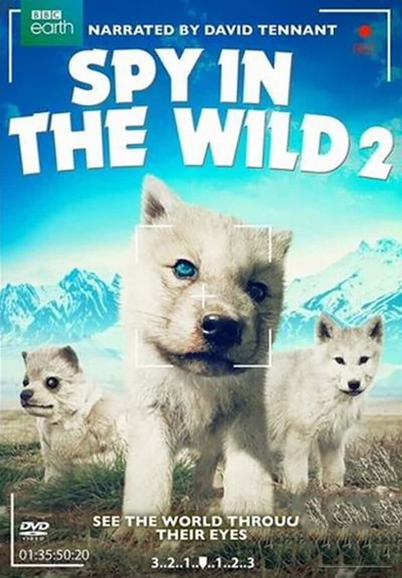 BBC¼ƬҰ Spy in the Wild 2020-Ѹ