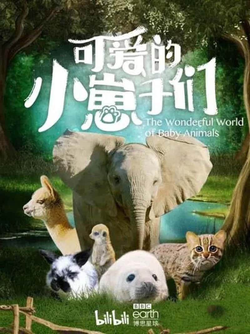 BBC¼ƬɰС The Wonderful World of Baby Animals 2019-Ѹ