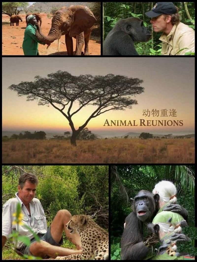 PBS¼Ƭط  Nature: Animal Reunions 2016-Ѹ