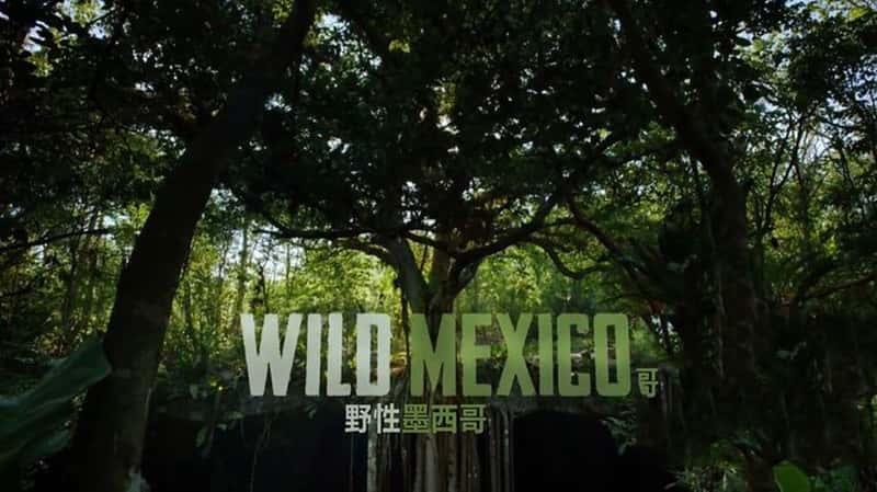 BBC¼ƬҰī Wild Mexico 2013-Ѹ