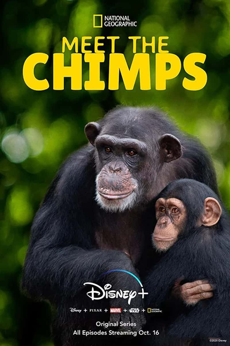 ʿҵ Chimpanzee-Ѹ