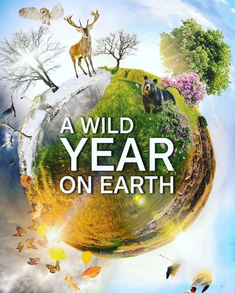 BBC¼ƬҰ A Wild Year on Earth-Ѹ