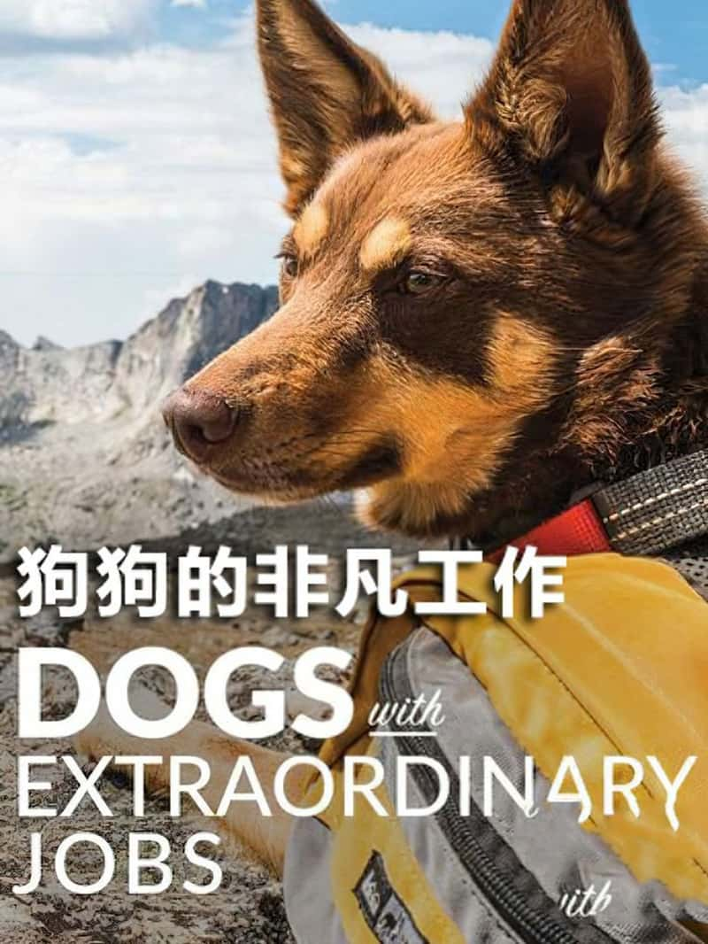 Ӣ¼ƬķǷ Dogs with Extraordinary 2019-Ѹ