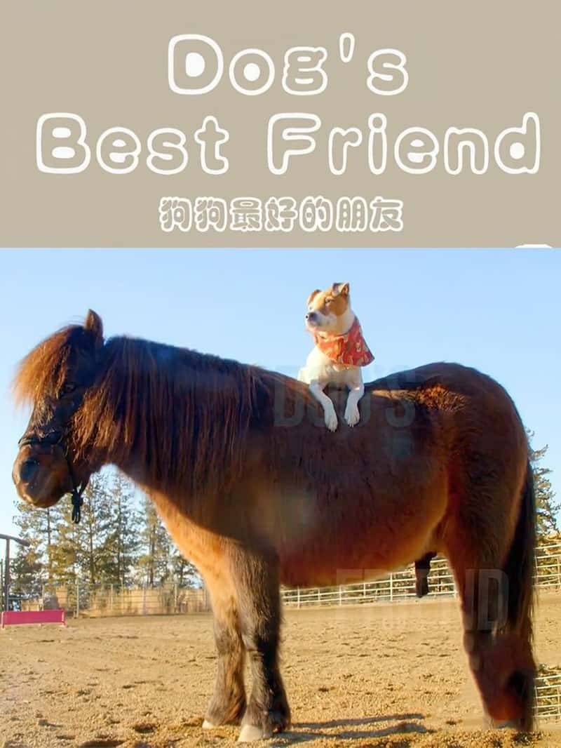 Ӣ¼Ƭõ Dog's Best Friend 2014-Ѹ