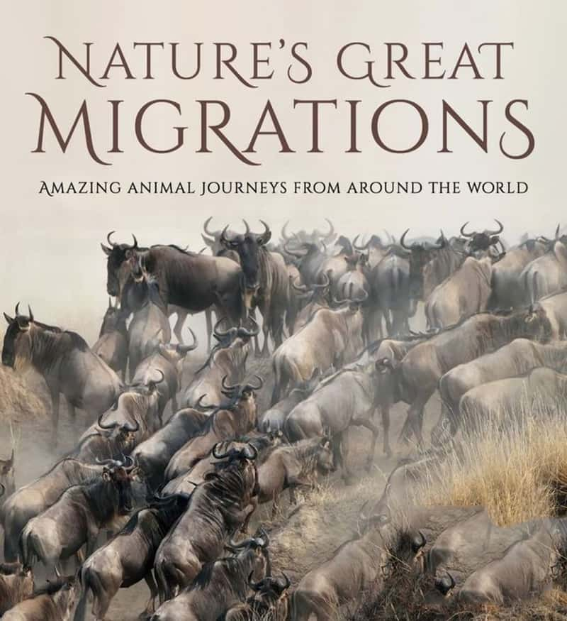 ҵǨ Great Migrations 2010-Ѹ