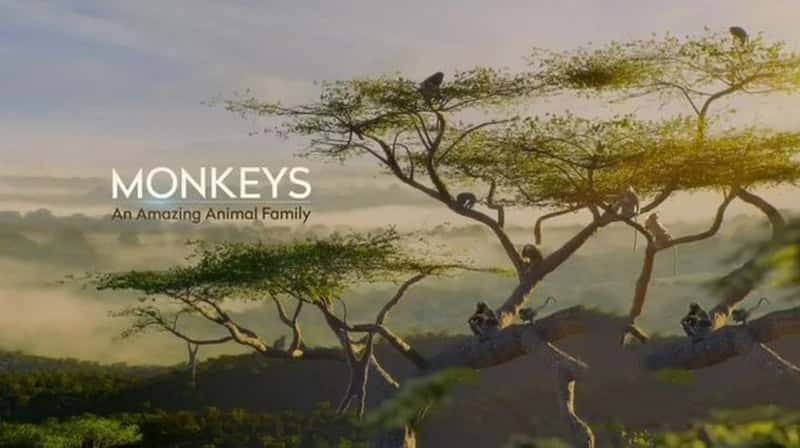 ʷɭƵ:Ķ  Monkeys: An Amazing Animal Family 2019-Ѹ