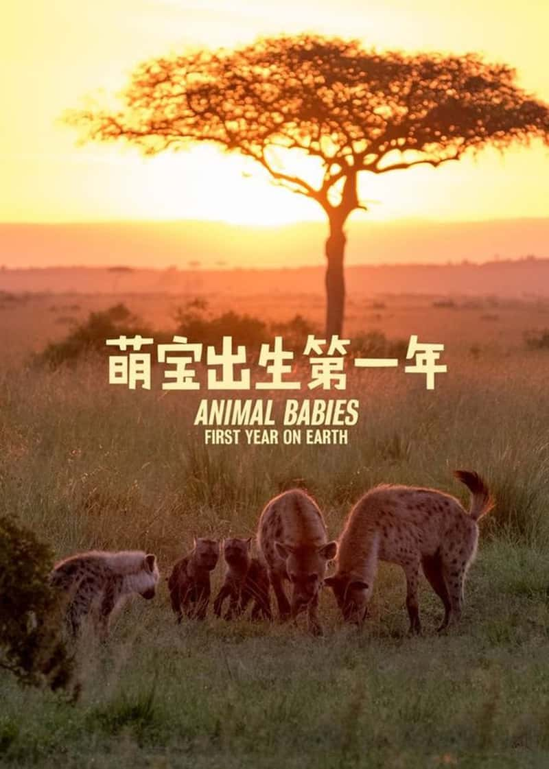 BBC¼Ƭȱһ Animal Babies: First Year on Earth 2019-Ѹ