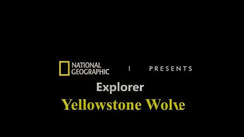 ҵʯ԰ Yellowstone Wolves 2019-Ѹ