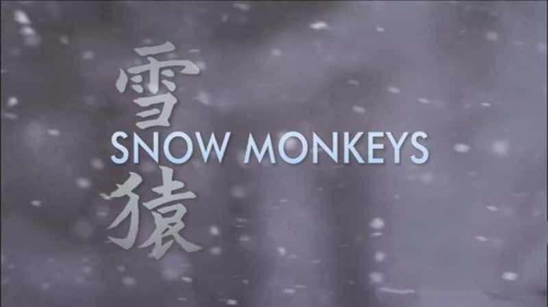 BBC¼ƬȻ:ѩԳ Natural World Snow Monkeys 2009-Ѹ