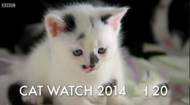 BBC¼Ƭƽϵ è۲ Cat Watch: The New Horizon Experiment-Ѹ