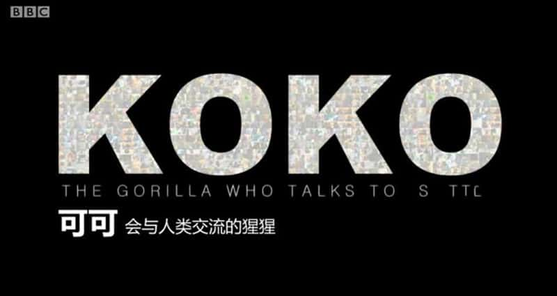 BBC¼Ƭɿ: ཻ Koko: The Gorilla who Talks to People 2016-Ѹ