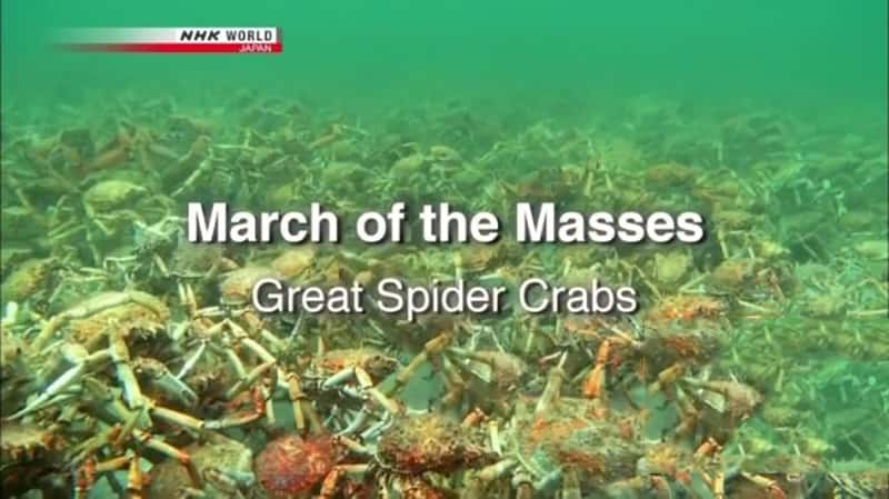 NHK¼Ƭ֩з Mystery of Spider Crab Congregation-Ѹ