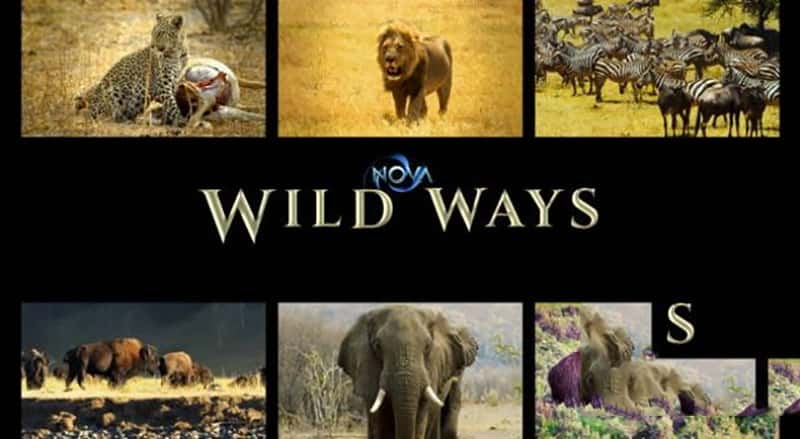 PBS¼Ƭ Ұͨ NOVA Wild Ways-Ѹ