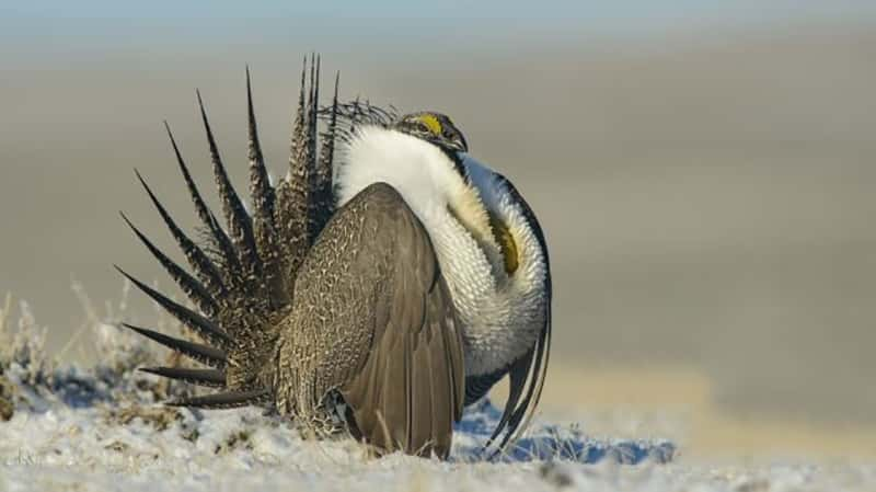 PBS¼ƬȻ:ຣ Nature: The Sagebrush Sea-Ѹ