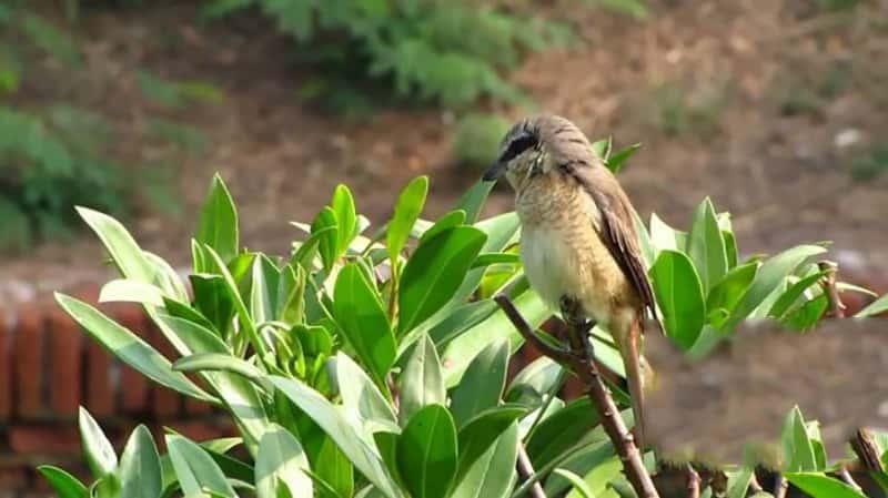 ̨幫ӡͥԺĲ Shrike In The Courtyard-Ѹ