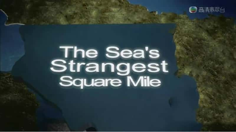 ̨ The Sea's Strangest Square Mile-Ѹ