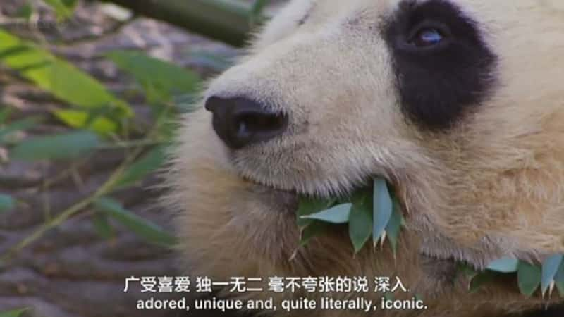 BBC¼ƬȻ:è The Natural World: Panda Make-Ѹ