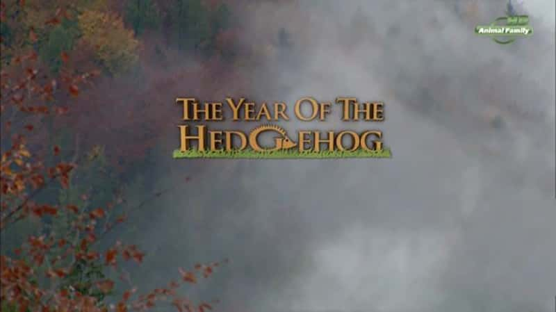 µ¼ƬСoǻ  The Year of the Hedgehog-Ѹ