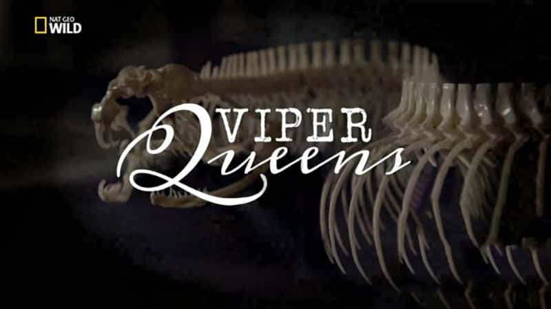 ҵ Ů Viper Queens 2017-Ѹ