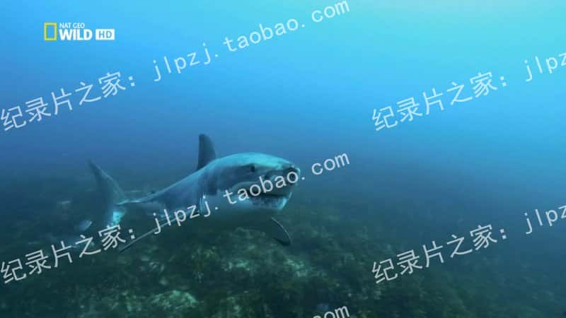 ҵ¼Ƭ İ㺣 Australias Deadliest Shark Coast -Ѹ