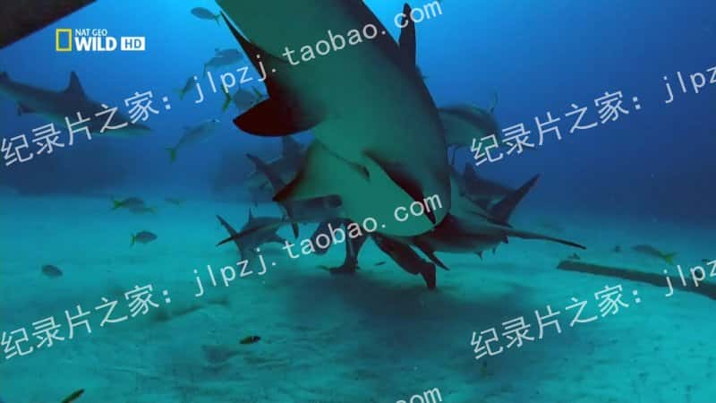 ҵ¼Ƭ 𾪵 Shocking Sharks -Ѹ