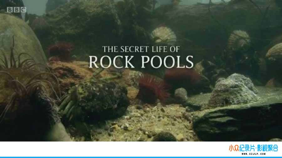 纪录片《潮池的秘密生命 The Secret Life of Rockpools》全1集中字  标清/MKV/1.29G-1080P/720P百度云盘迅雷高清纪录片下载